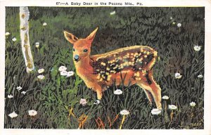 Baby Deer Pocono Mountains, Pennsylvania, USA Deer 1936 