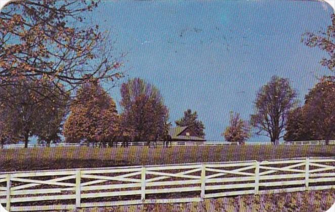 Kentucky Thoroughbred Horses 1950