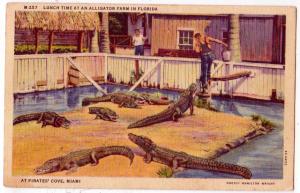 Alligator Farm, Pirates Cove, Miami Fl
