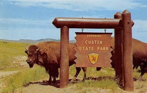 Custer State Park Home for all the Buffalo Custer SD