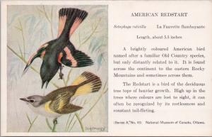 American Redstart Bird National Museum of Canada FC Hennessey Art Postcard D49
