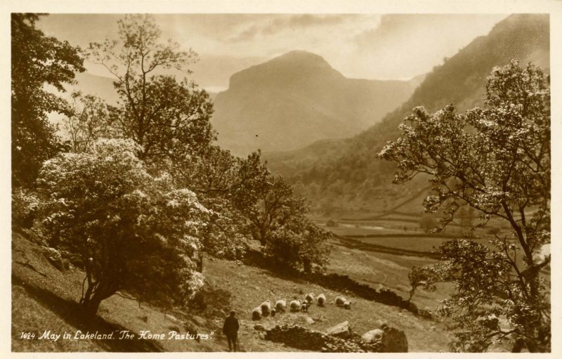 UK - England,  Lakeland, Cumbria. The Home Pastures *RPPC