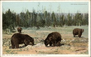 Yellowstone Park Wyoming WY Bears 8821 Detroit Publishing c1910 Postcard