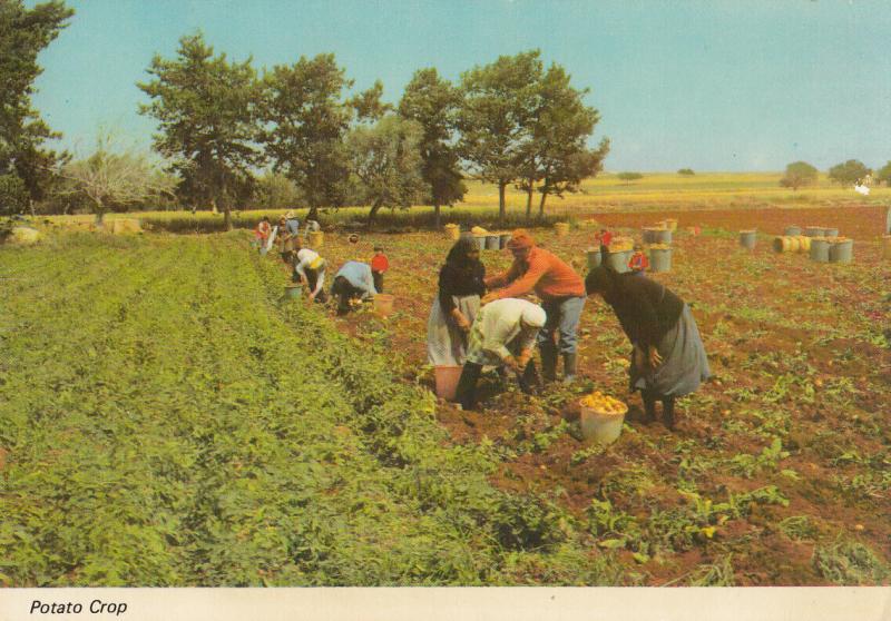 Cyprus potato crop postcard