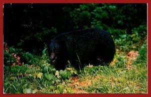 Tennessee - Native Black Bear - [TN-200]