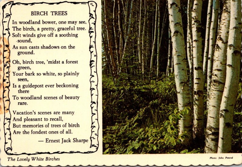 The Lovely White Birches Birch Trees By Ernest Jack Sharpe