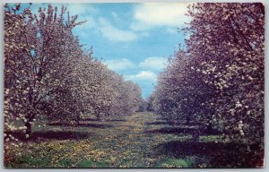 Vtg Greetings Evart Michigan MI Scenic View 1950s Postcard