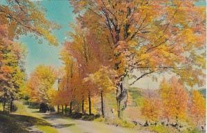 Vermont Brilliant Autumn Scene 1964