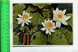 425141 GERMANY plant flowers Nymphaea alba Hermann Fischer CIGARETTE Tobacco