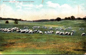 Massachusetts Boston Franklin Park Sheep Grazing 1908