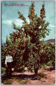 Vtg Bartlett Pear Tree Near Palisade On Colorado Midland Railroad 1910s Postcard