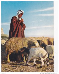A Shepherd Boy Guarding His Flock, Jerusalem, Israel, 1950-1970s