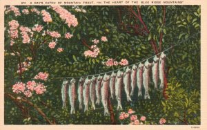 Vintage Postcard 1930's A Day's Catch Of Mountain Trout Blue Ridge Mountains