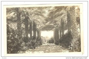 RP; Road lined with Date Palms, 10-20s