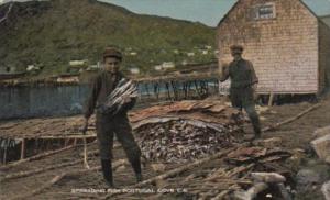 Canada Spreading Fish In Portugal Cove