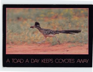Postcard Greater Roadrunner Bird A Toad a Day Keeps the Coyotes Away