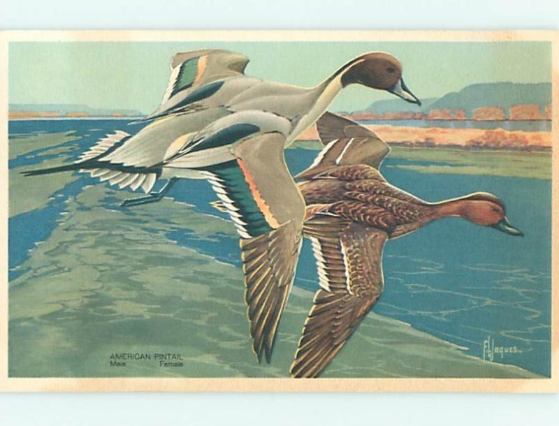 Unused Linen signed AMERICAN PINTAIL - BEAUTIFUL BIRDS v2320