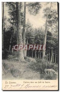 Old Postcard Louvesc Glade in a forest firs