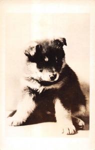 Close Up Of A Sitting Husky? Puppy Real Photo Postcard V20284 
