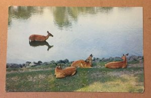 VINTAGE POSTCARD USED 1957 DOE WITH HER TRIPLETS