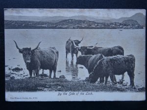 Scotland HIGHLAND CATTLE By The Side of the Loch c1905 Postcard by Wrench Series