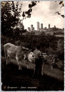 Gimignano Scena Campestre Italy Cattle Raising Real Photo RPPC Postcard