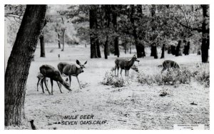 RPPC Postcard Mule Deer Seven Oaks California Thompson Photo Los Angeles