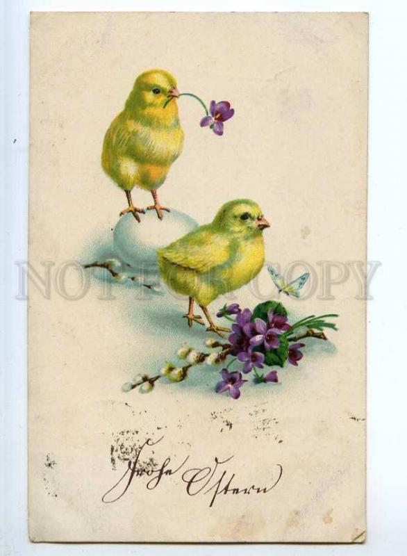 240914 EASTER Lovely CHICKEN w/ VIOLETS Vintage postcard