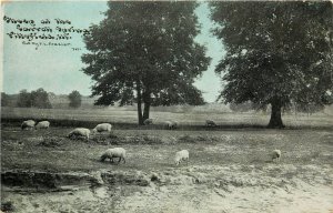 c1910 Postcard; Pittsfield IL, Sheep at the Carroll Spring, Pike County Unposted