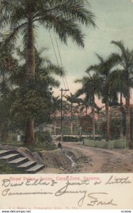 PANAMA, 1901-07; Royal Palms, Ancon, Canal Zone