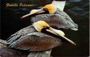 Postcard Florida Pelicans Flying Suitcases Miami Florida Chrome Unposted 1535