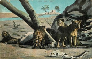 Vintage Postcard Lions and Tigers and Bones in Africa Or India Oasis