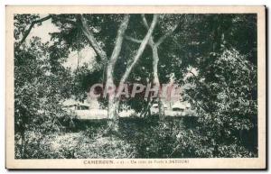 Africa - Africa - Cameroon - A corner Foret Batouri - Old Postcard