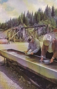 Canada Panning For Gold At Barkerville British Columbia