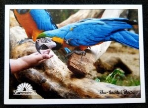 [AG] P197 Malaysia Kedah Langkawi Wildlife Park Bird Parrot Pet (postcard) *New