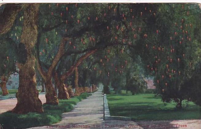 California Pasadena Famous Marengo Avenue Overhung By Pepper Trees 1923