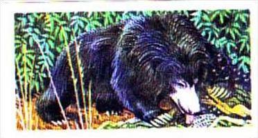 Brooke Bond Trade Card Asian Wildlife No 22 Sloth Bear