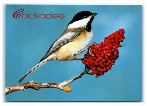 Postcard The Black-Capped Chickadee is the Maine State Bird ME K1