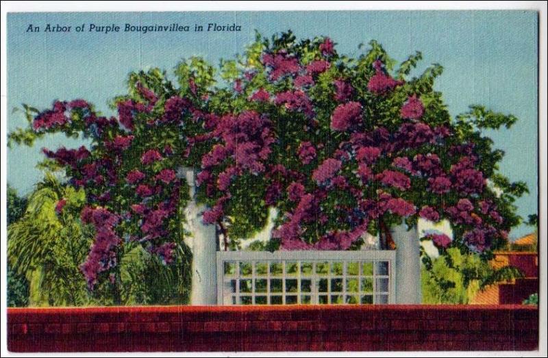 FL - Arbor of Purple Bougainvillea