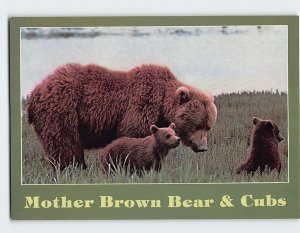 Postcard Mother Brown Bear & Cubs