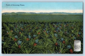 Honolulu Hawaii Postcard Field Growing Pines Hawaiian Pineapple Co 1910 Unposted