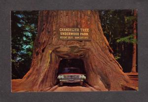 CA Drive Thru Tree Park Redwood Trees Forest Leggett California Chandelier