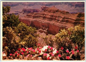 c1970s Grand Canyon Park, AZ Prickly Pear Cactus Spring North Rim 4x6 PC M13