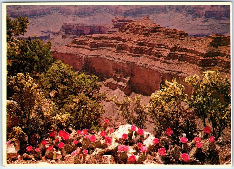 c1970s Grand Canyon Park, AZ Prickly Pear Cactus Spring North Rim 4x6 PC M13