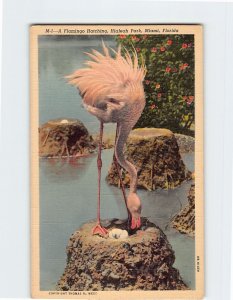 Postcard A Flamingo Hatching, Hialeah Park, Miami, Florida