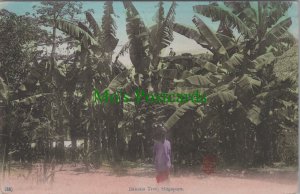 Singapore Postcard -  Nature - Banana Tree RS30644