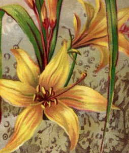 1880s Victorian Trade Card Beautiful Yellow Lilies Flowers #6L