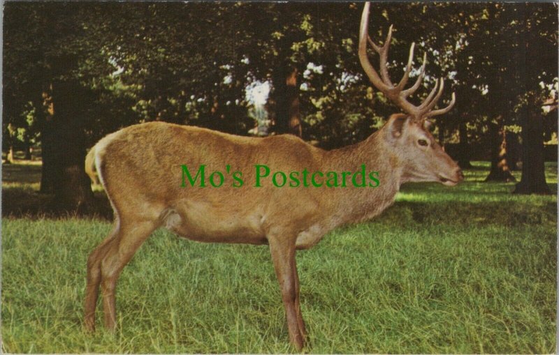 Animals Postcard - A Red Deer of The Scottish Highlands  RS22805