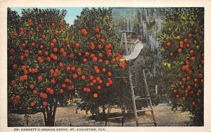 Dr. Garnett's Orange Grove St Augustine, Florida