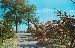 Valparaiso Indiana~Strongbow Turkey Farm And Inn~Turkey Pies~Hwy 30~1950's PC 